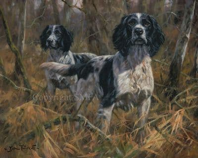 Springer Spaniel Limited Edition Print  'At The Ready' by John Trickett
