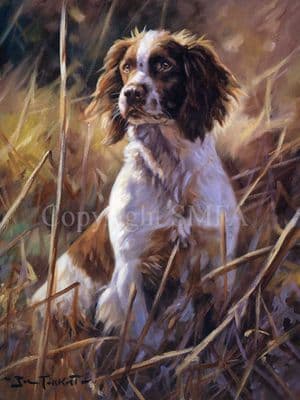 Springer Spaniel Limited Edition Print 'Awaiting Instructions' by John Trickett