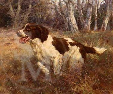 Springer Spaniel Limited Edition Print 'Boundless Energy' by Frederick Haycock