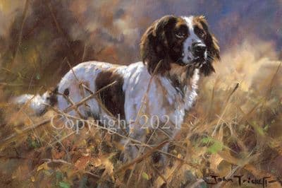 Springer Spaniel Limited Edition Print 'Call of Duty' by John Trickett