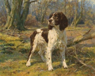 Springer Spaniel Limited Edition Print 'Day Patrol' by Frederick Haycock
