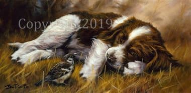 Springer Spaniel  Limited Edition Print 'Do Not Disturb' by John Trickett