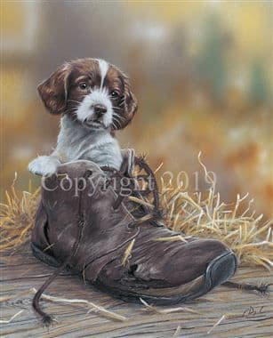 Springer Spaniel Limited Edition Print 'If the Shoe Fits' by Paul Doyle