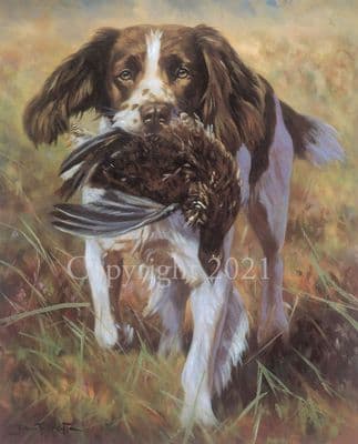 Springer Spaniel Limited Edition Print 'Makes Perfect' by John Trickett