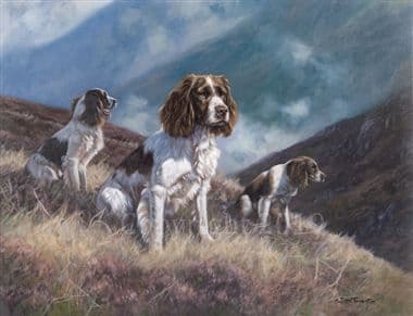 Springer Spaniel Limited Edition Print 'On The Moors' by John Trickett