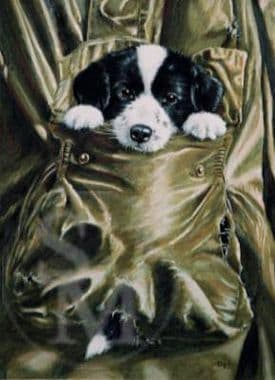 Springer Spaniel Limited Edition Print 'Pocket Sized' by Paul Doyle