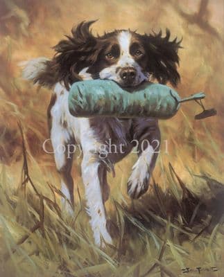 Springer Spaniel Limited Edition Print'Practice' by John Trickett