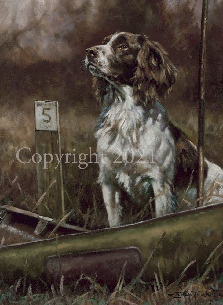 Springer Spaniel Limited Edition Print Ready by John Trickett
