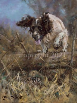 Springer Spaniel Limited Edition Print 'Seeking High and Low' by John Trickett