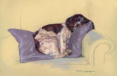 Springer Spaniel Limited Edition Print 'Soft Centered' by Debbie Gillingham