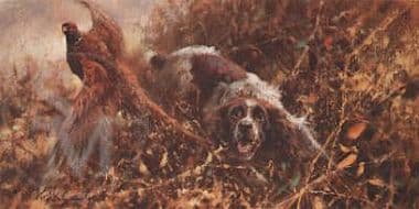 Springer Spaniel Limited Edition Print 'Spaniel And Pheasant' by Mick Cawston