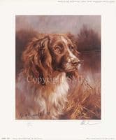 Springer Spaniel  Limited Edition Print 'Springer Spaniel Head Study' by Mick Cawston