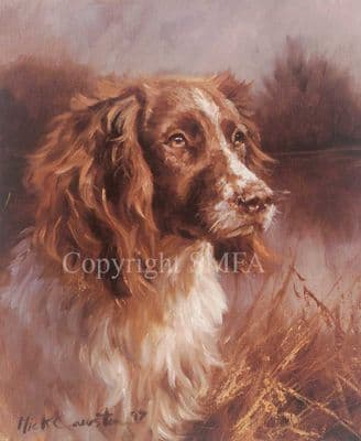 Springer Spaniel  Limited Edition Print 'Springer Spaniel Head Study' by Mick Cawston