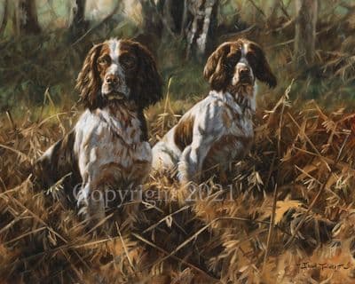 Springer Spaniel Limited Edition Print 'Springwatch' by John Trickett