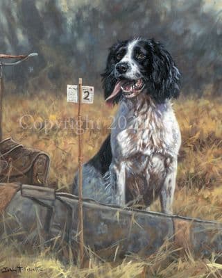 Springer Spaniel Limited Edition Print 'Steady at the Peg' by John Trickett