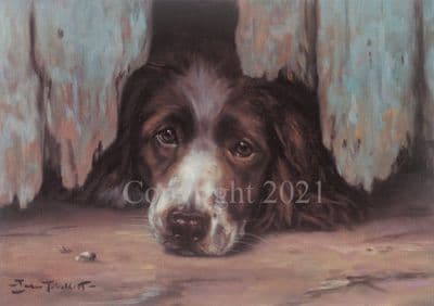Springer Spaniel Limited Edition Print 'The Under Dog' by John Trickett