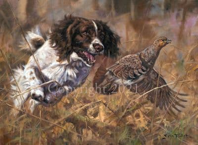 Springer Spaniel Limited Edition Print 'Well Sprung' by John Trickett
