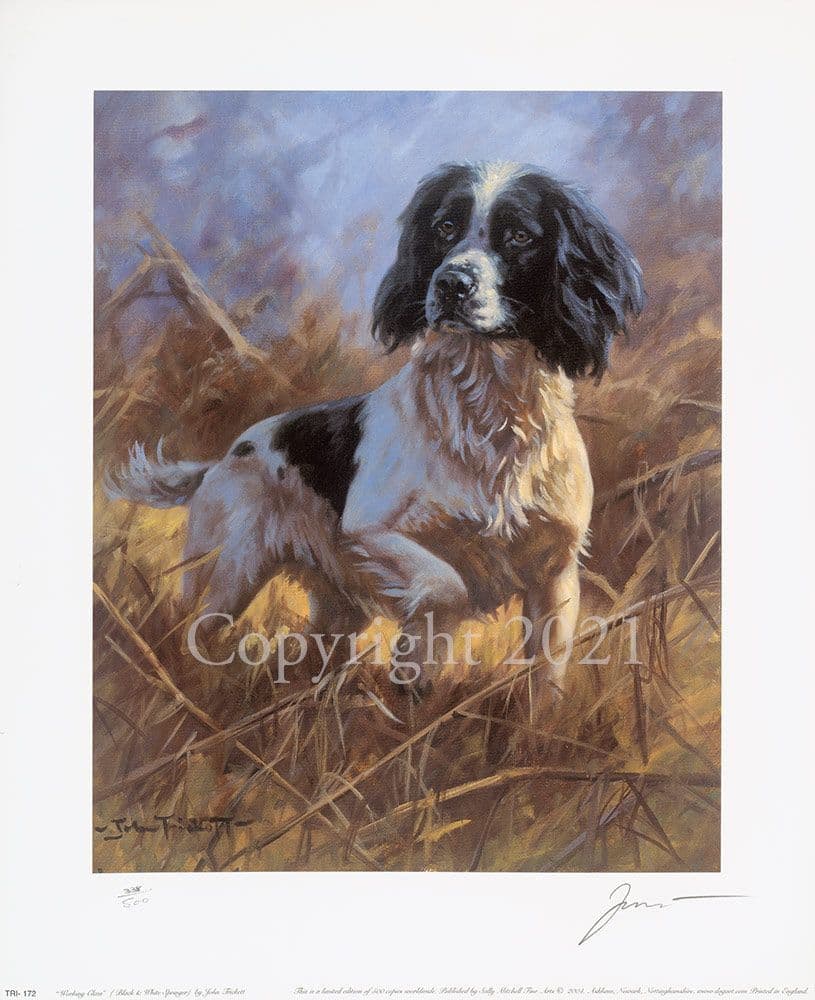 Springer Spaniel Limited Edition Print Working Class by John Trickett