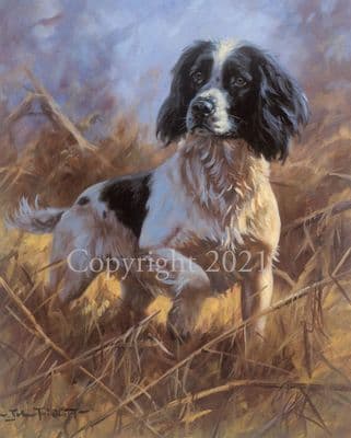 Springer Spaniel Limited Edition Print 'Working Class' by John Trickett