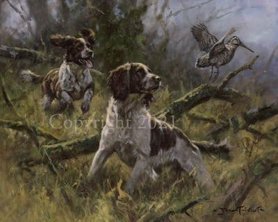 Springer Spaniel Limited Edition Print 'Working Well' by John Trickett