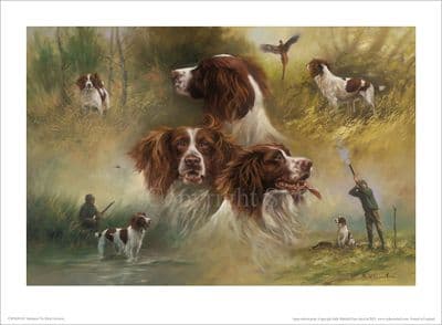 Springer Spaniel Open Edition Print 'Springers' by Mick Cawston