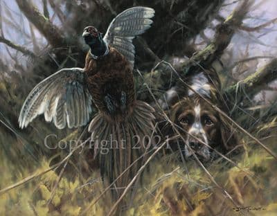 Springer Spaniel Pheasant Limited Edition Print 'Cock Forward' by John Trickett