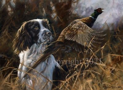 Springer Spaniel Pheasant Limited Edition Print 'Pheasant Flushed' by John Trickett