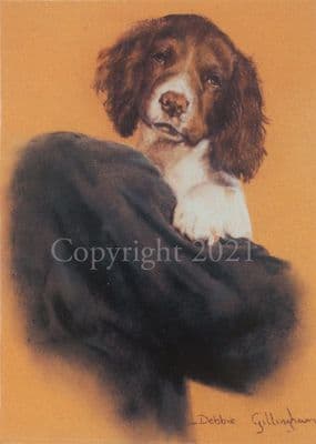Springer Spaniel Pup Blank Greeting Card 'Pick Of The Litter' by Debbie Gillingham C183