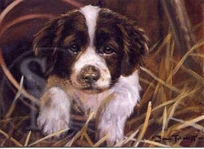 Springer Spaniel Puppy Blank Greetings Card 'Potty' by John Trickett C141