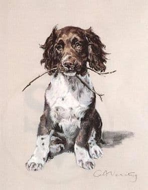 Springer Spaniel Puppy Limited Edition Print 'Springer Puppy' by Clare Verity