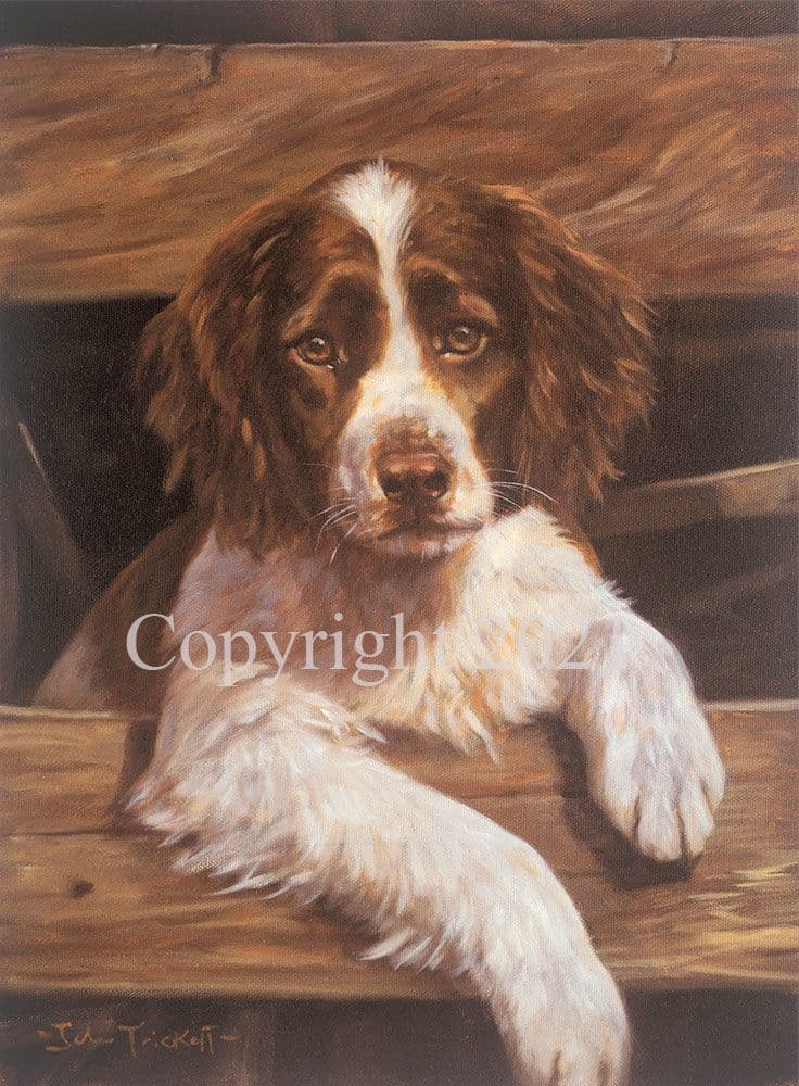 Springer Spaniel Puppy Limited Edition Print The Explorer by John Trickett