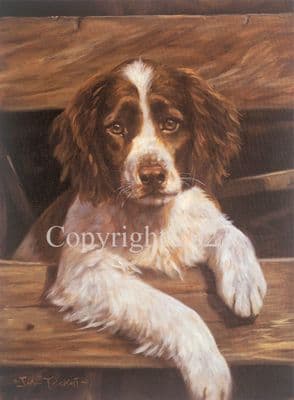 Springer Spaniel Puppy Limited Edition Print 'The Explorer' by John Trickett