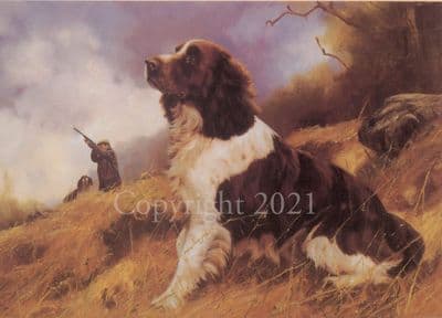Springer Spaniel Shooting Blank Card 'Eye on the Bird' by Mick Cawston B1