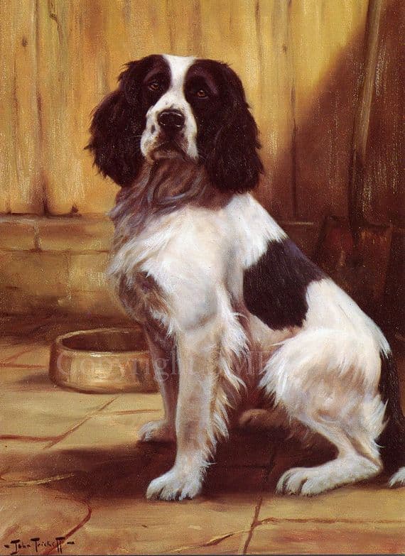 Springer Spaniel 'Supper Time' Blank Greetings Card B7