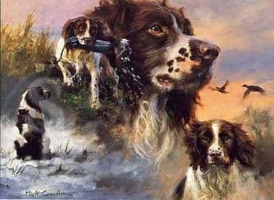Springer Spaniels Blank Greetings Card Springer Spaniels by Mick Cawston B34
