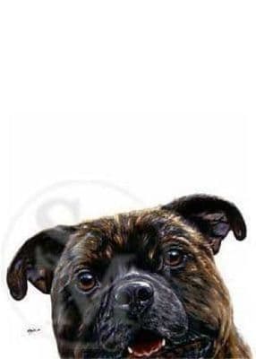 Staffordshire Bull Terrier Blank Greetings Card 'Staffie Head' by Paul Doyle C285