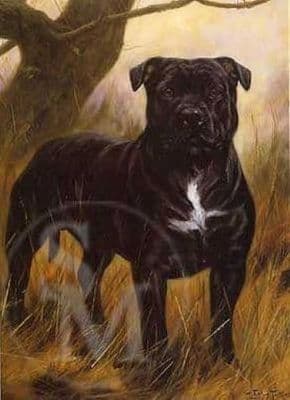 Staffordshire Bull Terrier Blank Greetings Card 'Tough Guy' by John Trickett C75