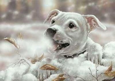 Staffordshire Bull Terrier Blank Greetings Card 'Winters Breath' by Paul Doyle C301