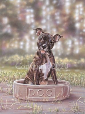 Staffordshire Bull Terrier Limited Edition Print 'Bitesize'  by Paul Doyle