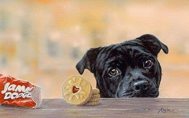 Staffordshire Bull Terrier Limited Edition Print 'Jammie Staffie' by Paul Doyle