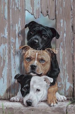 Staffordshire Bull Terrier Limited Edition Print 'Over Staffed' by Paul Doyle