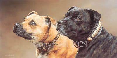 Staffordshire Bull Terrier Limited Edition Print 'Staffie Portrait' by Steve Kingston