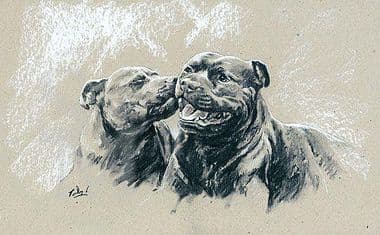 Staffordshire Bull Terrier Limited Edition Print 'Stealing a Kiss' by Paul Doyle