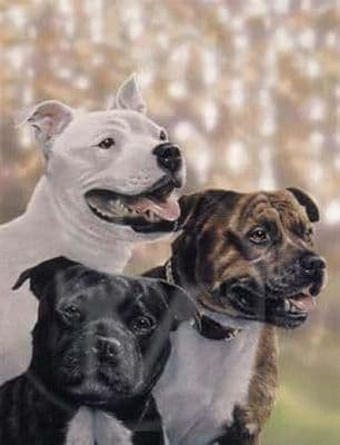 Staffordshire Bull Terrier White Brindle  Black Blank Greetings Card 'The Gang' by Paul Doyle C154