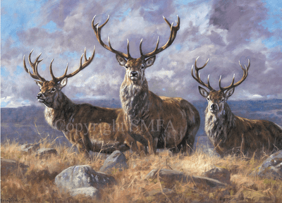 Stag Blank Greetings Card 'Three Monarchs' by John Trickett C531