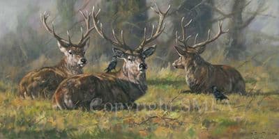 Stag Limited Edition Canvas Print  'Housekeeping'  by John Trickett