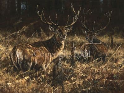 Stag Limited Edition Print 'Forest Stags' by John Trickett