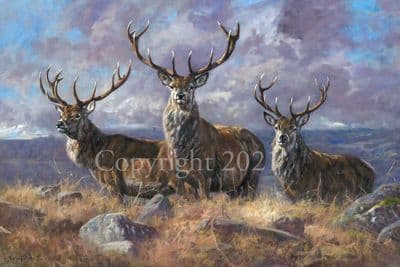 Stag Limited Edition Print 'Highland Royalty' by John Trickett