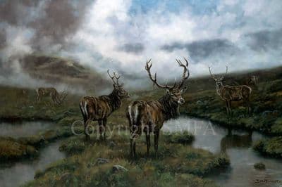 Stag Limited Edition Print 'Out of the Mist' by John Trickett