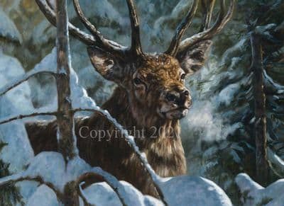 Stag Pack of 10 Christmas Cards 'The Monarch' by John Trickett C654X